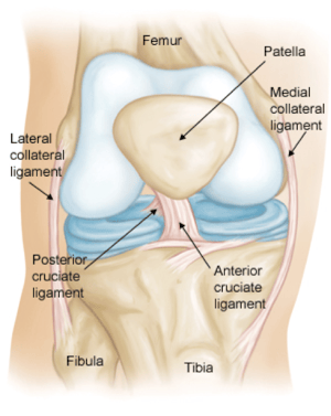 Figure 1: The ACL and associated structures
