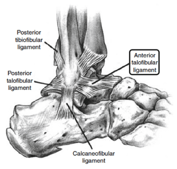 Ankle bones and ligaments