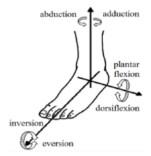 Figure 1: Motions of the Ankle