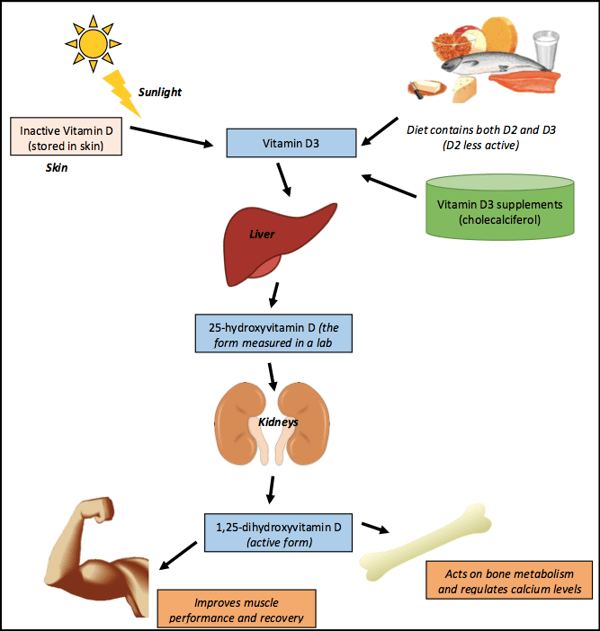 Figure 1: How Vitamin D is processed in the body
