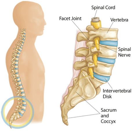 The Lower Back Explained