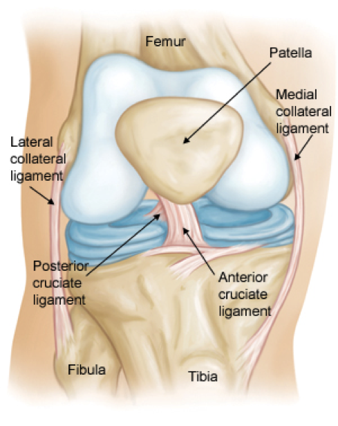 ACL diagram.png
